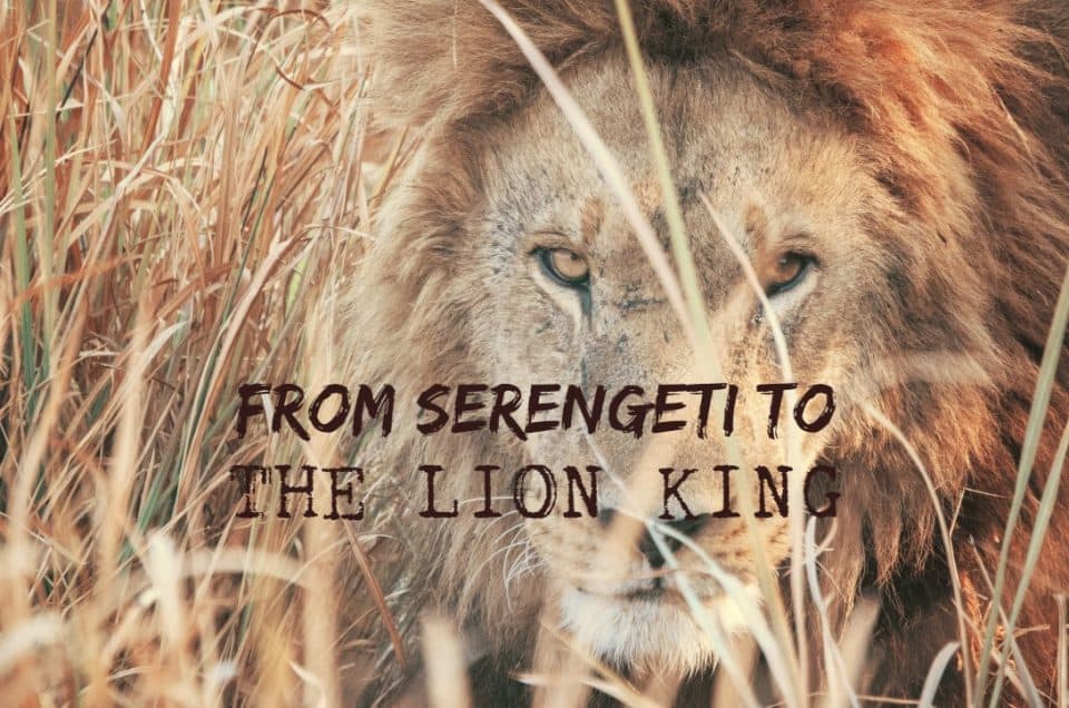 From Serengeti to The Lion King จาก ไลอ้อนคิงส์ สู่ เซเรงเกติ