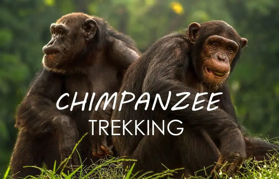 แกะรอย ชิมแปนซี ที่ ยูกันดา (Chimpanzee Trekking)