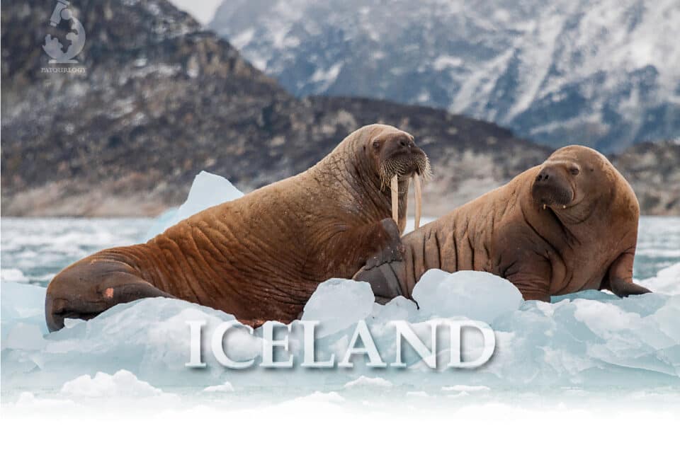 เขี้ยววอลรัส (Walrus) สมบัติแห่งเกาะไอซ์แลนด์
