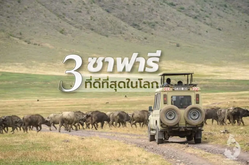 3 สถานที่ตามล่าหา Big 5 ในดินแดนซาฟารีที่ดีที่สุดของโลก