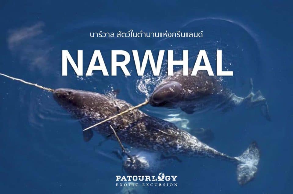 นาร์วาล (Narwhal) สัตว์ในตำนานแห่งกรีนแลนด์