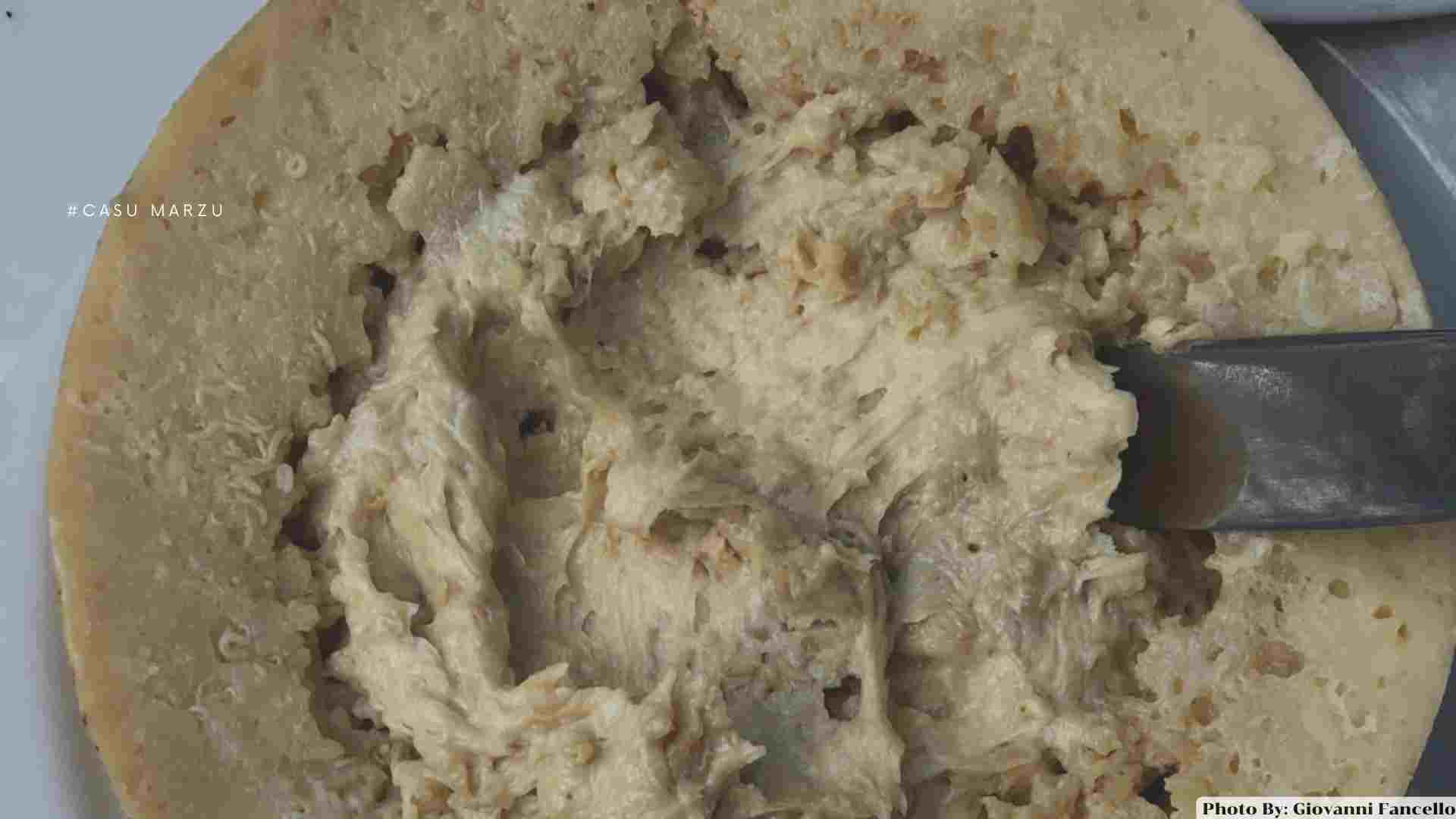 Casu marzu
