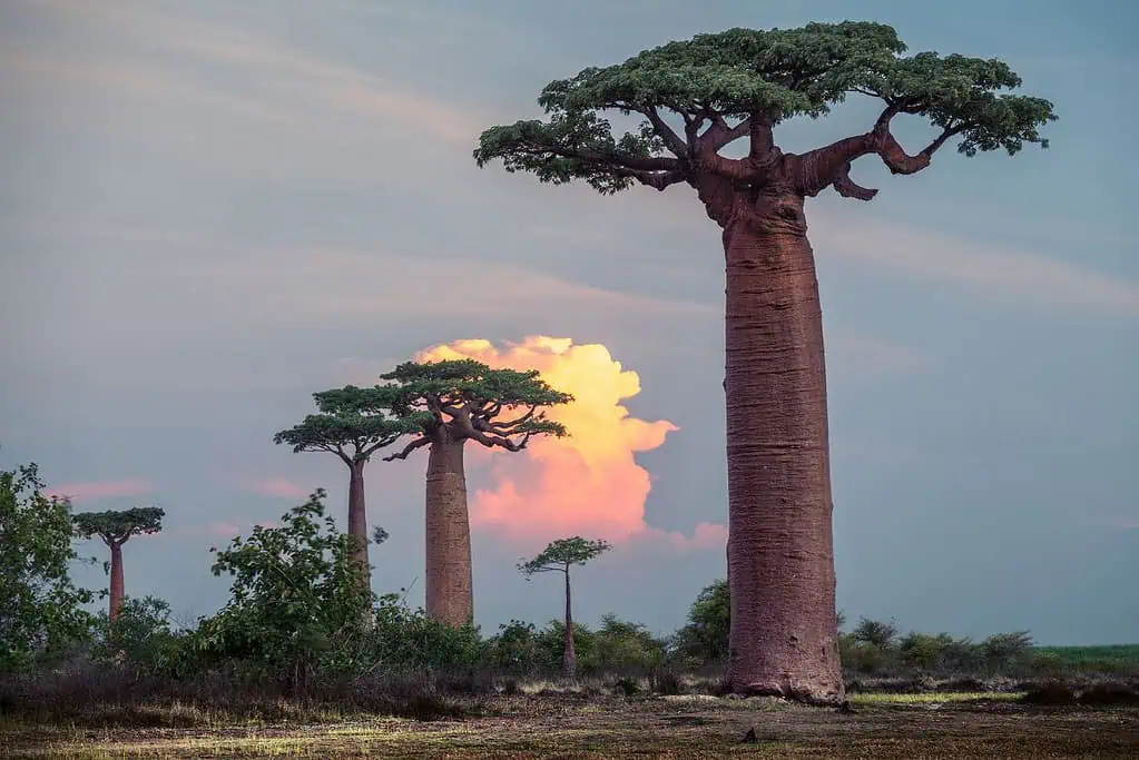 Baobab