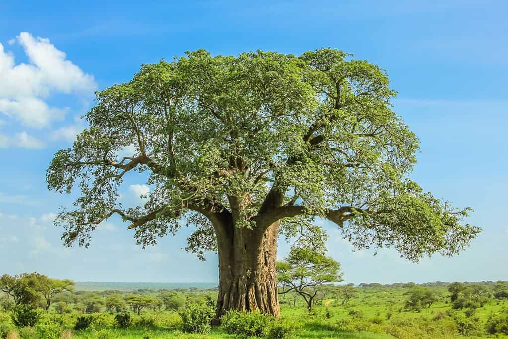 Baobab
