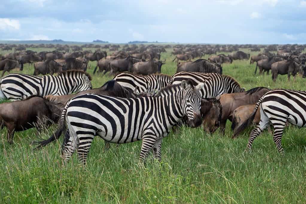 แอฟริกา ซาฟารีแห่งเซเรนเกติ (Serengeti National Park)
