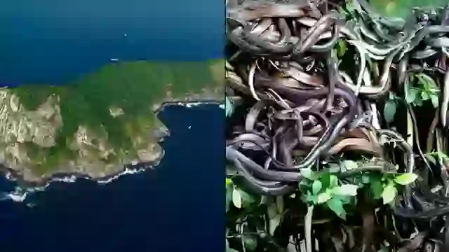 เกาะงูคลั่ง สถานที่อันตรายที่สุดในโลก