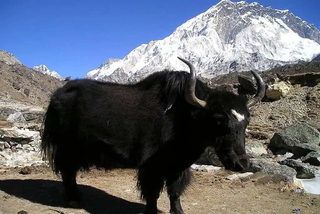 จามรี (Yak)