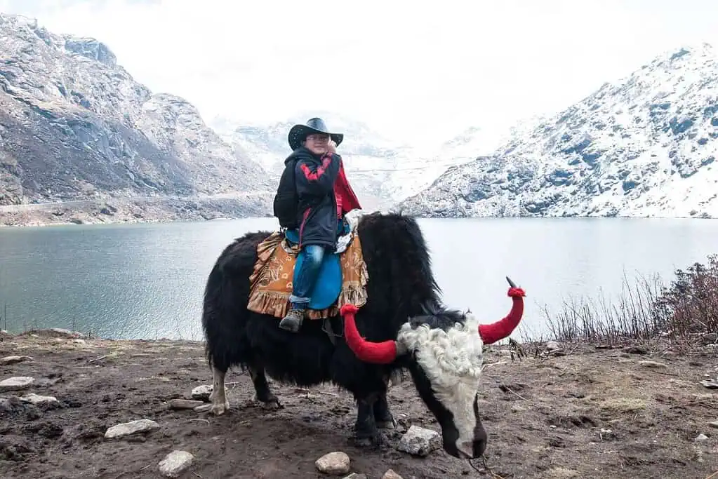 จามรี (Yak)