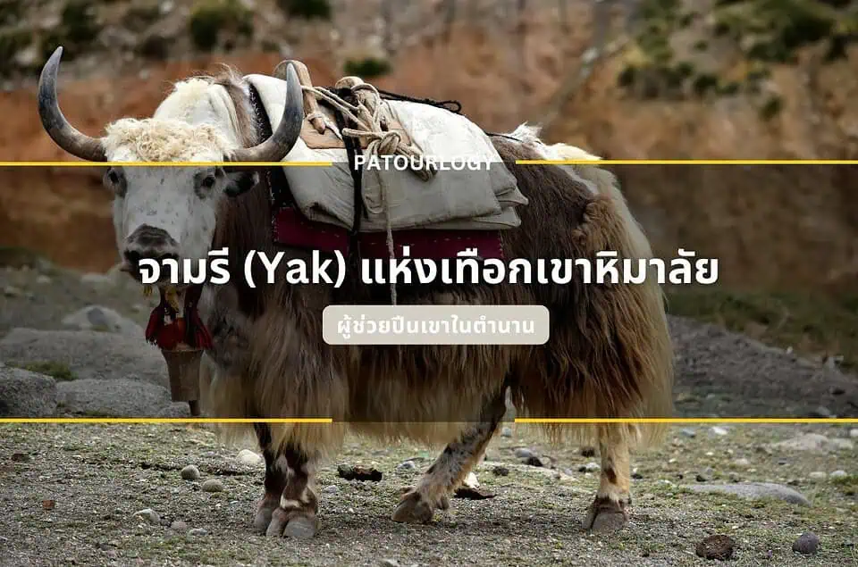 จามรี (Yak) สัตว์เลี้ยงขนหนาแห่งเทือกเขาหิมาลัย ผู้ช่วยปีนเขาในตำนาน