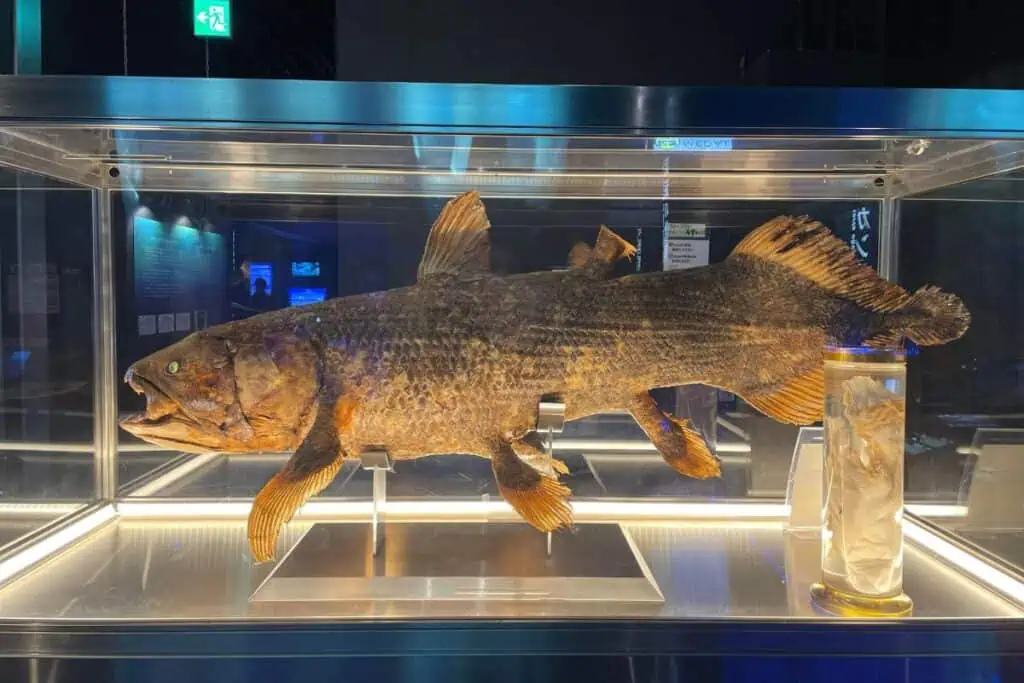 ปลาซีลาแคนท์