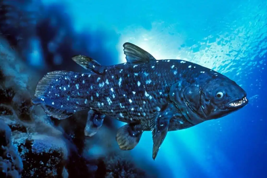 ปลาซีลาแคนท์