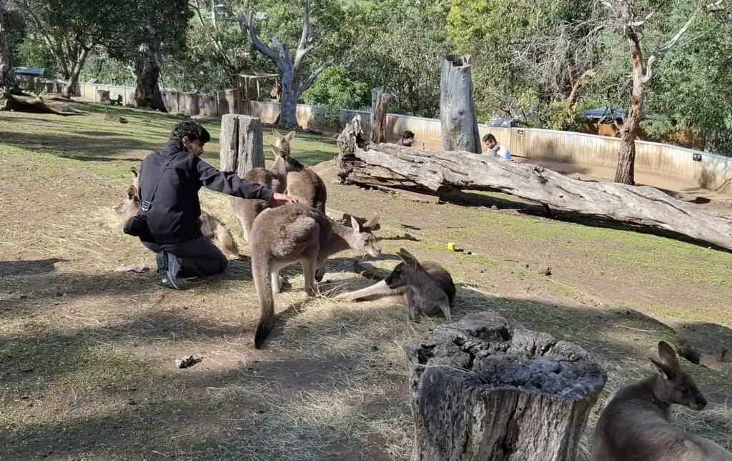 Bonorong Wildlife Sanctuary